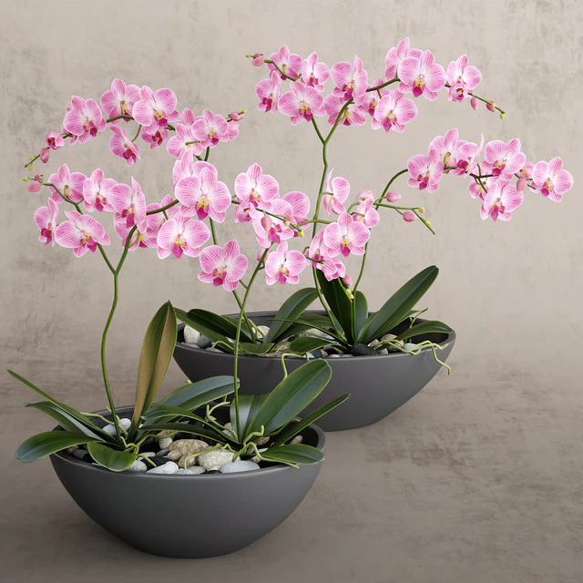 Orchid — Descargar