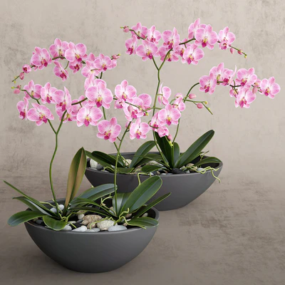Orchid — Ver 1