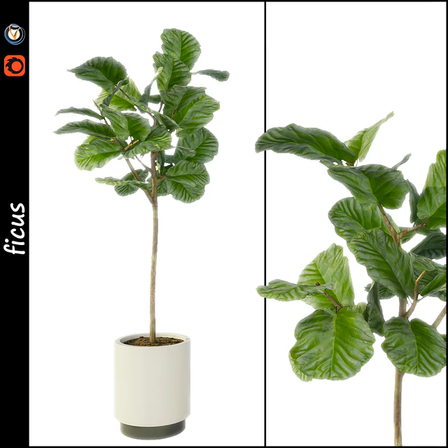 Ficus — Descargar