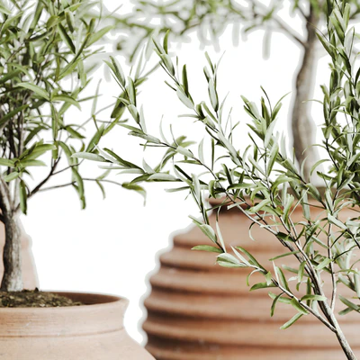 outdoor plant set 06 — Вид 6