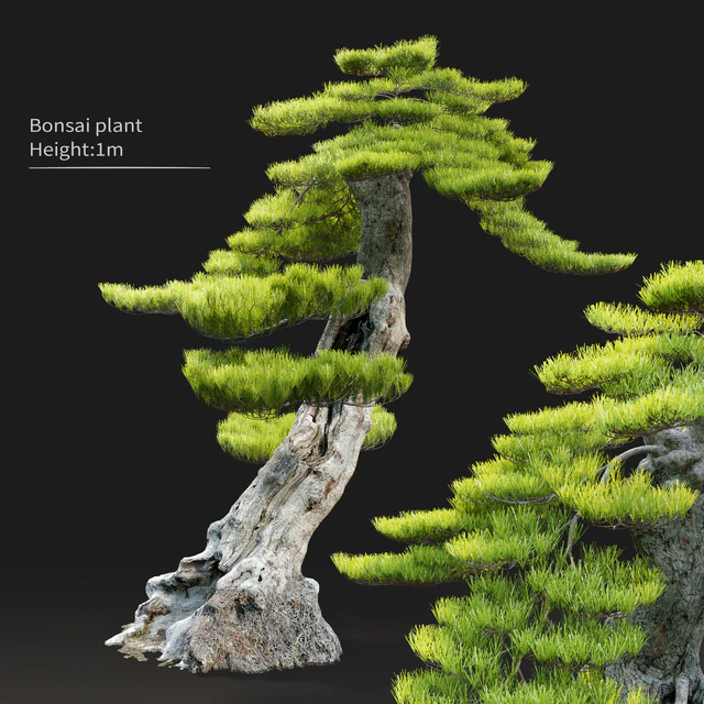 Bonsai plant — Descargar