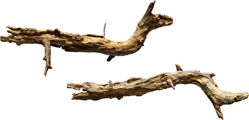 tree branch 002 — Descargar