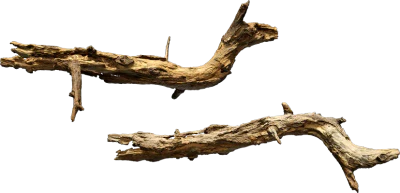 tree branch 002 — Descargar