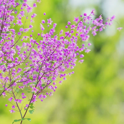 Василистник Делавея цветы | Thalictrum delavayi Purple — Вид 4