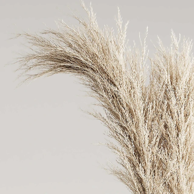 Dried Pampas Plant in Vases — Descargar