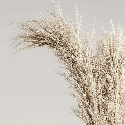Dried Pampas Plant in Vases — Ver 3