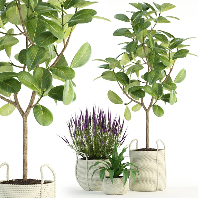 Plants collection 87 — Descargar