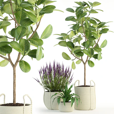 Plants collection 87 — Ver 1