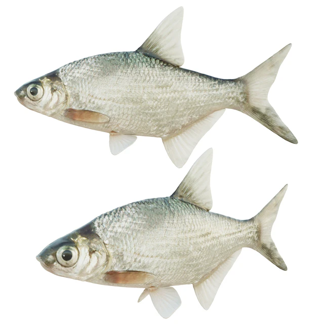 Abramis brama fish — Скачать