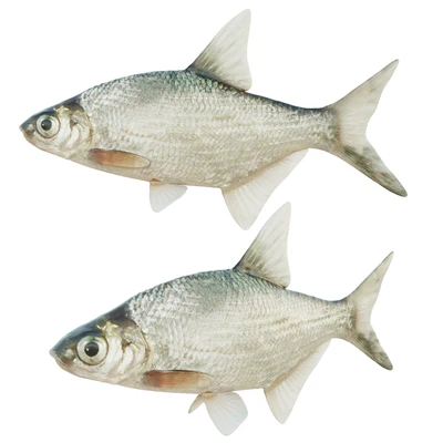 Abramis brama fish — Вид 1
