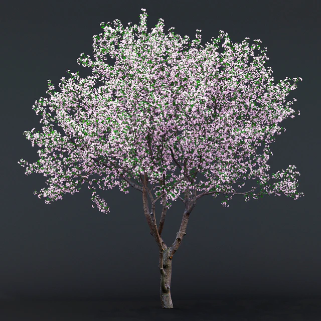 Cherry-tree flowering (Cerasus) # 1 — Descargar
