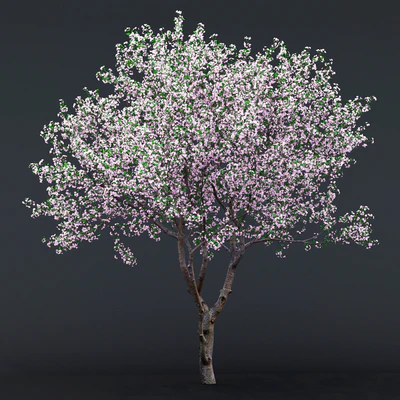 Cherry-tree flowering (Cerasus) # 1 — Ver 3