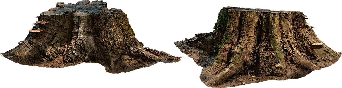 old stump 001 — Скачать