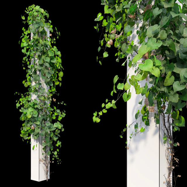 Vine Plant 11 — Скачать