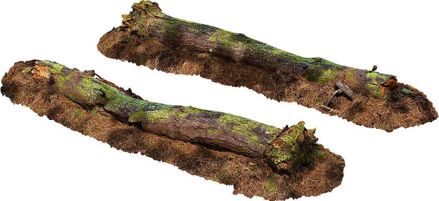 fallen pine tree 003 — Скачать