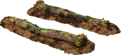 fallen pine tree 003 — Скачать