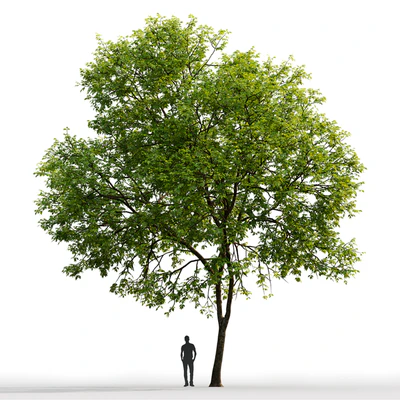 Ash-tree # 1 (17.1m) — Ver 3