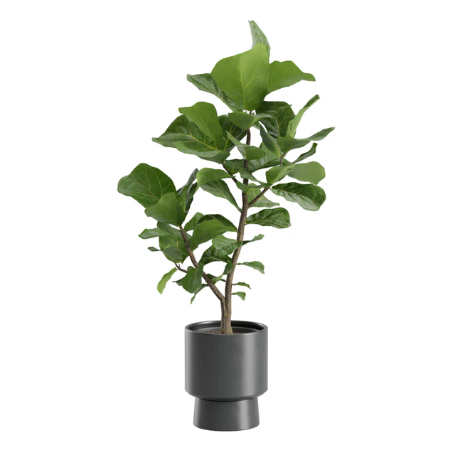 Ficus Lyrata in Dark Planters — Descargar