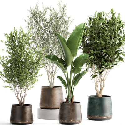 Collection of tree plants in outdoor metal rusty pots Banana palm, . Set 949. — Ver 1