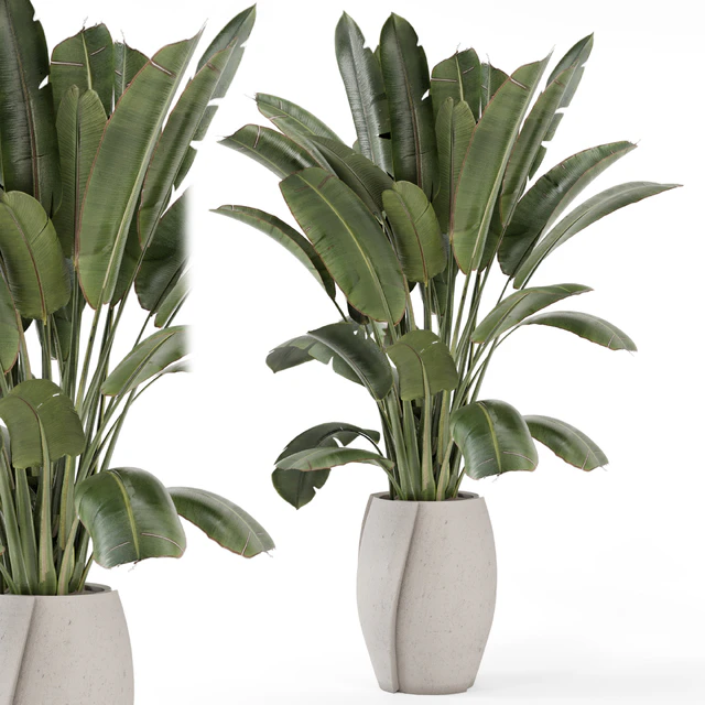 Indoor Plants  in rusty Concrete Pot - Set 1612 — Скачать