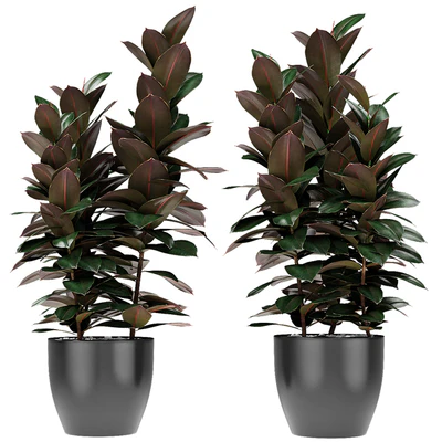 Plant in Pot Flowerpot Exotic Plant — Ver 1