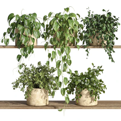 Plants on Shelf 32 — download