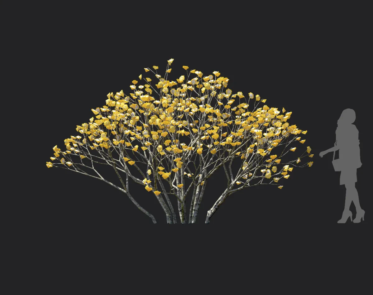 edgeworthia chrysantha 001 — Descargar