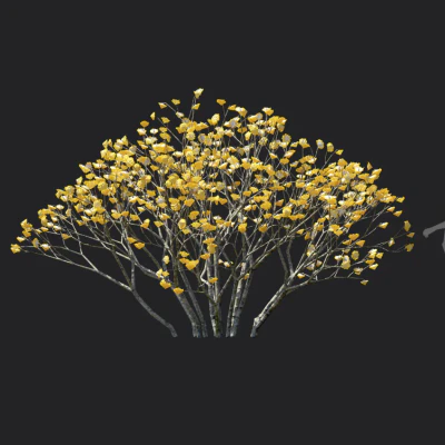 edgeworthia chrysantha 001 — Descargar