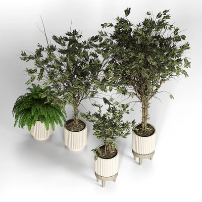 Collection plant 05 — Ver 6
