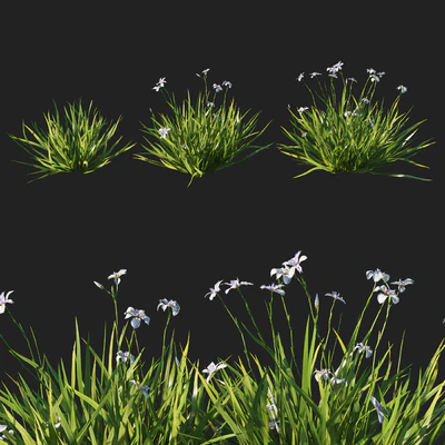 Dietes  grandiflora grass — Вид 1