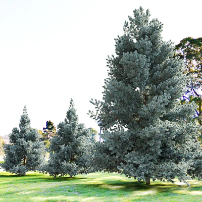 Norway blue spruce — Ver 4