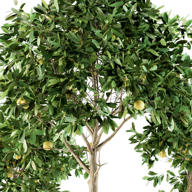 Outdoor Plants lemon tree - Set 97 — Descargar