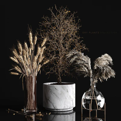 Dry plants collection — Вид 1