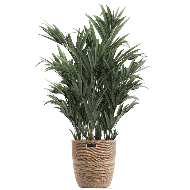 Collection of indoor plants in rattan baskets with palm, bamboo, banana for decoration and interior. Set 600. — Descargar