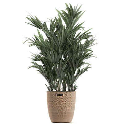 Collection of indoor plants in rattan baskets with palm, bamboo, banana for decoration and interior. Set 600. — Ver 5