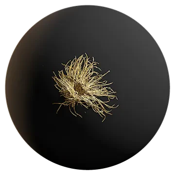 dry grass 001 — Скачать