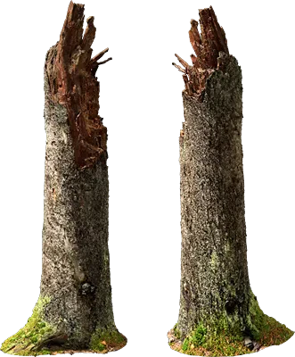 nordic forest tree stump medium 001 — Download