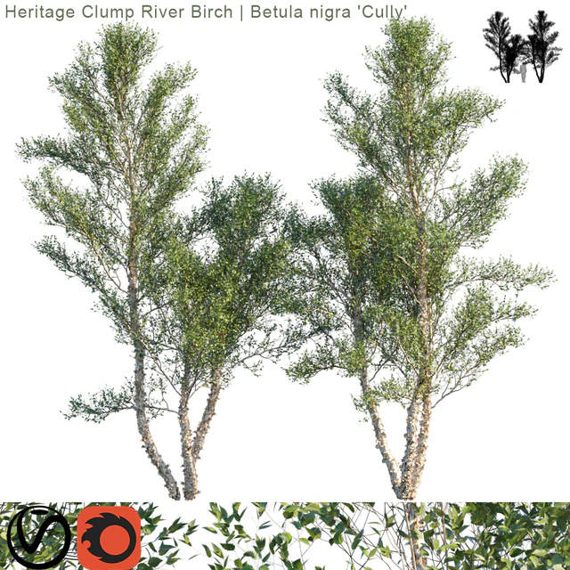Heritage Clump River Birch | Betula nigra "Cully" # 3 — Descargar