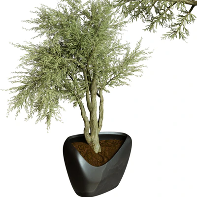 Collection Indoor Plant 72 — Вид 3