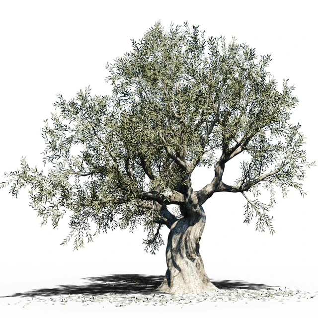 Olive Tree (Europa Olea) #3 — Скачать