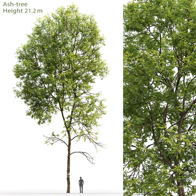 Ash-tree # 5 (21.2m) — Ver 1