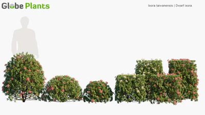 ixora taiwanensis — download