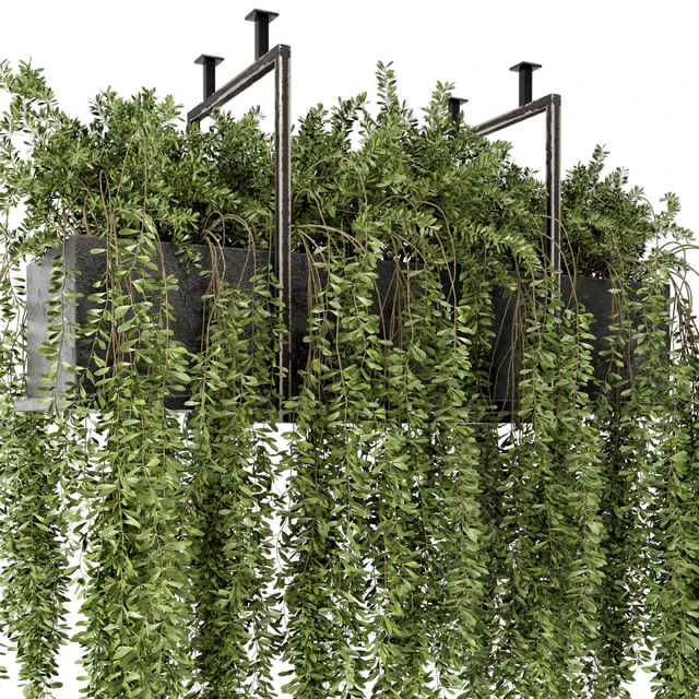 Indoor Hanging Plants in Metal Box - Set 303 — Скачать