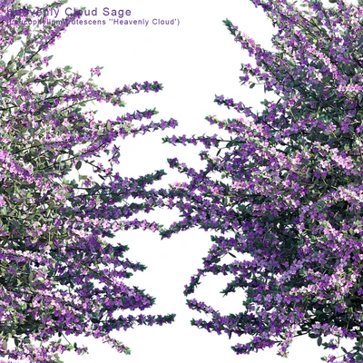 Heavenly Cloud Sage | Leucophyllum frutescens — Ver 3