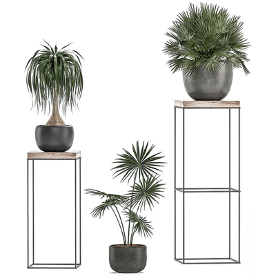 A collection of small plants in pots on stand tables with dracaena, rapeseed, palm, fan, coconut nutsifera. Set 525. — Ver 4