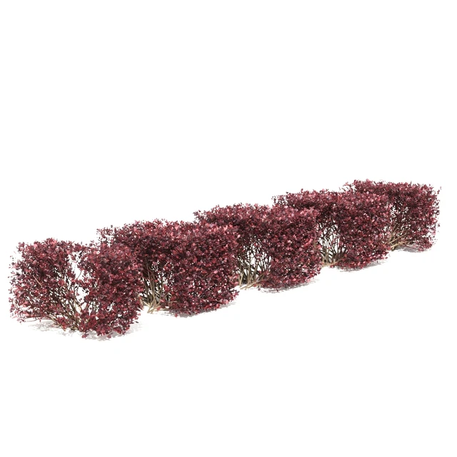 Thunberg Barberry Hedgerow | Berberis thunbergii hedge 2 — Descargar