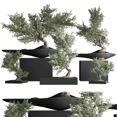indoor plant bonsai set 29 — Вид 1