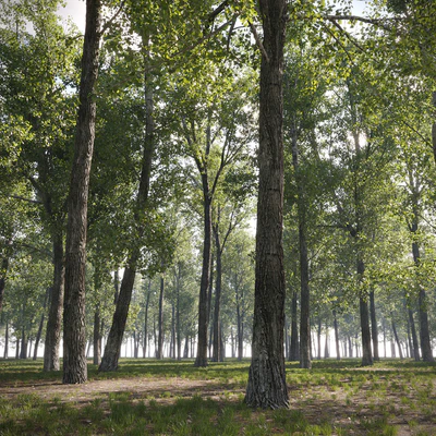 Тополь дельтовидный / Poplar / Populus deltoides #9 — Вид 6