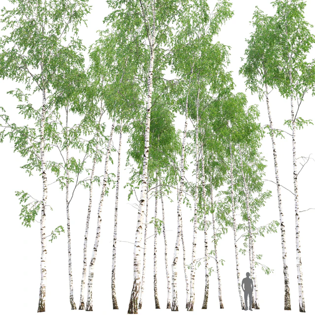 Birch — Скачать