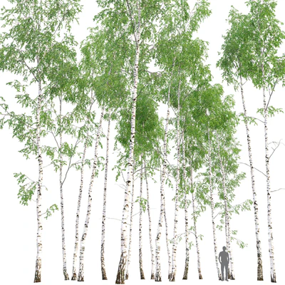 Birch — Вид 3
